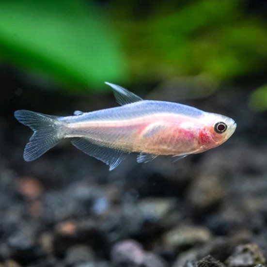 Inpaichthys keeri pink gold-keizertetra